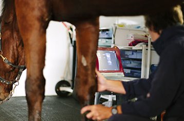 Hospital Clínico Veterinario